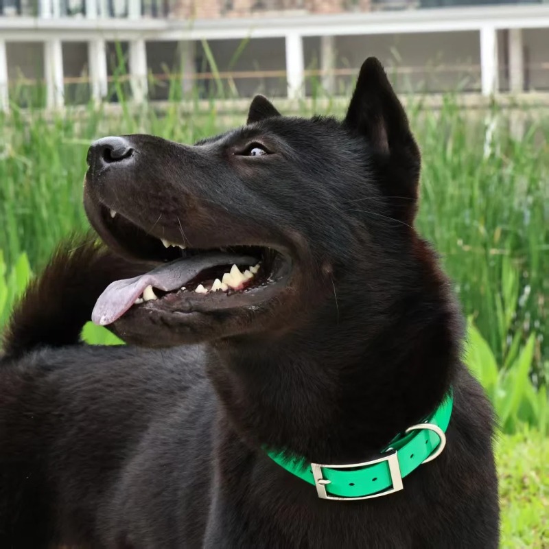 幅2.5cmの頑丈なTPU製犬用首輪、防水ハンティング用調整 - Outdoor Hunting Dogs のレビューと価格